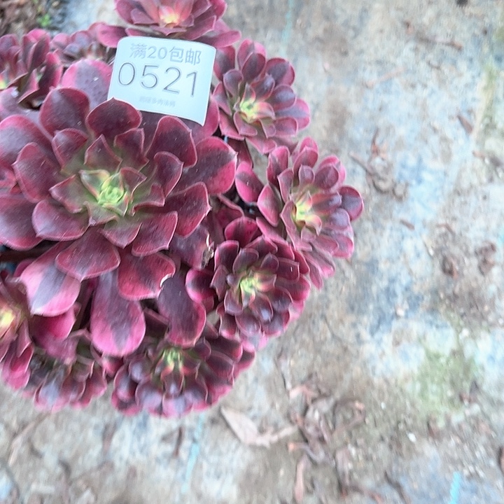 0521美杜莎多肉植物