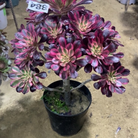 884香奈儿235667889