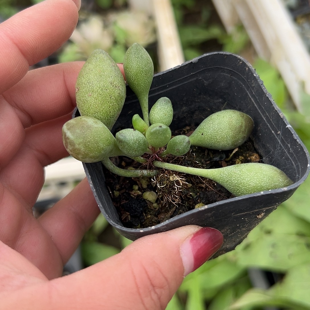 多肉植物多肉植物
