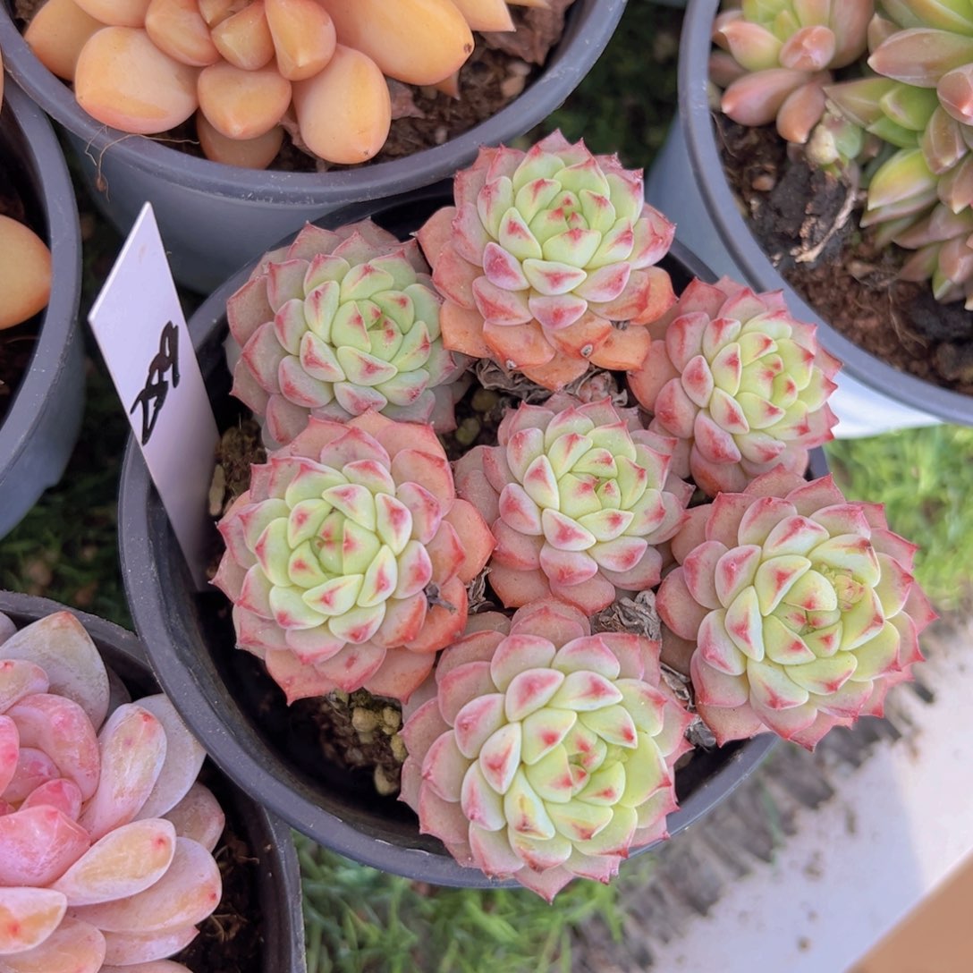 香玉的故事是一个人的故事