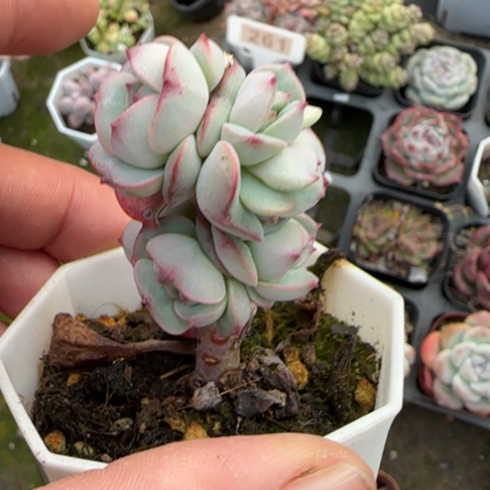 83克罗地亚多肉植物多