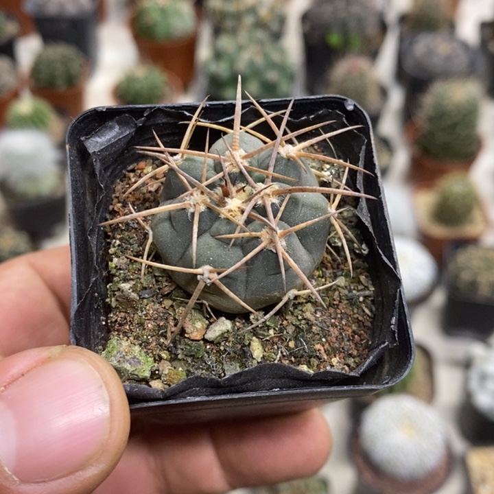 实生光临玉特价福利