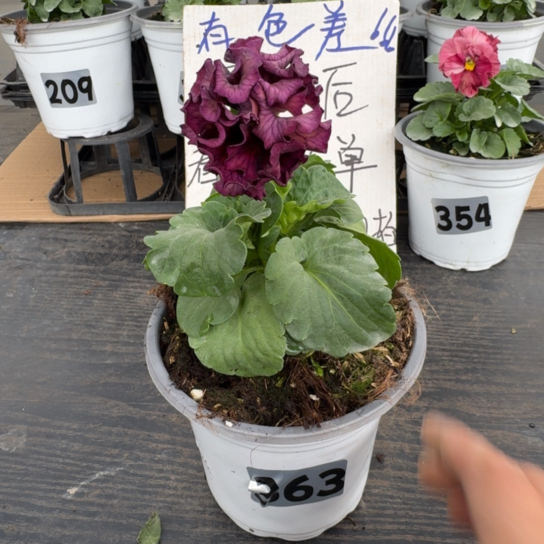 全部花朵363号洛可可