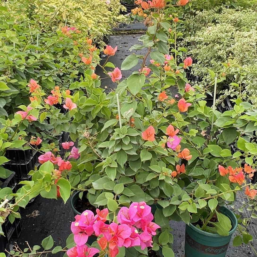 当前无花栽培后可以开花粉九月一棵