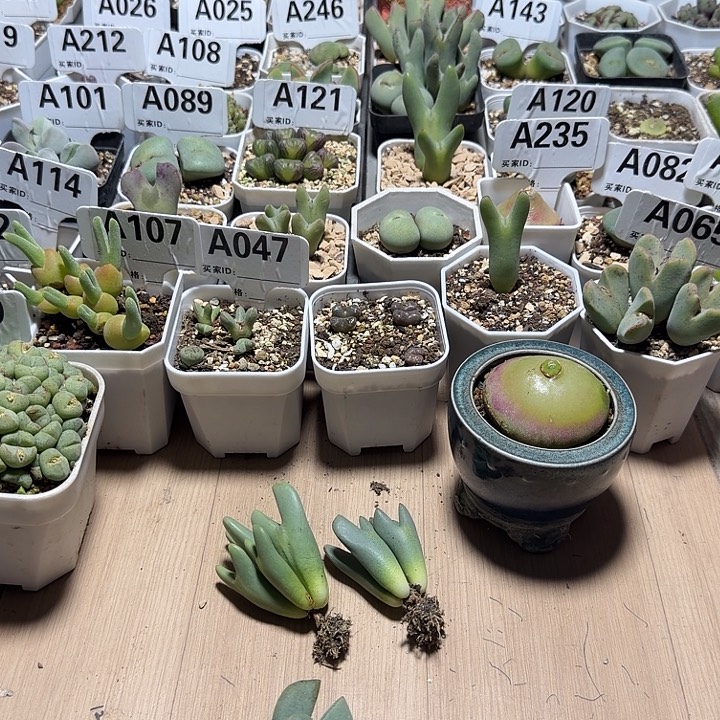 315。满38包邮肉锥