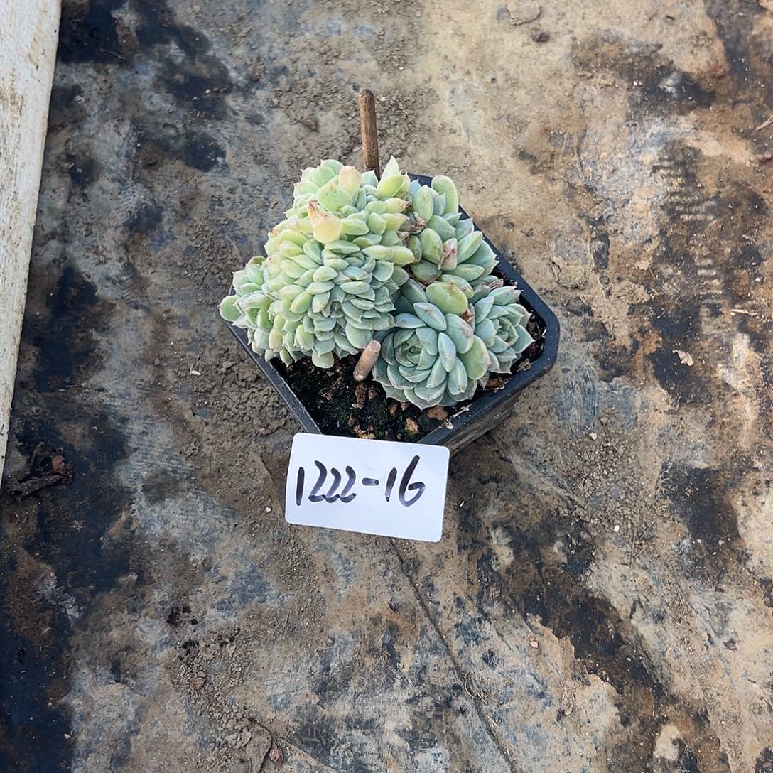 萬***萬1222-16冰魄缀化多肉植物