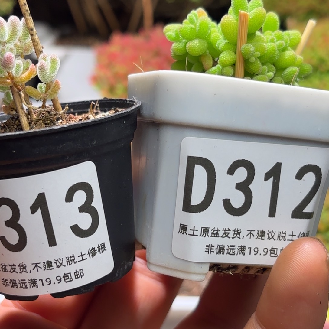 佳*枝干番杏冰晶D3139金桔D312