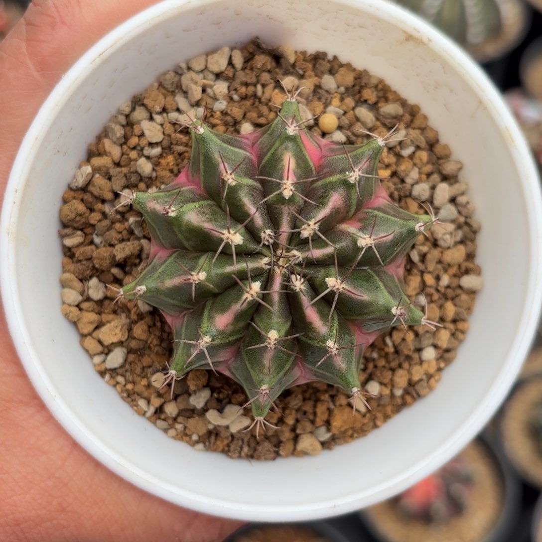 泰系米哈仙人球13