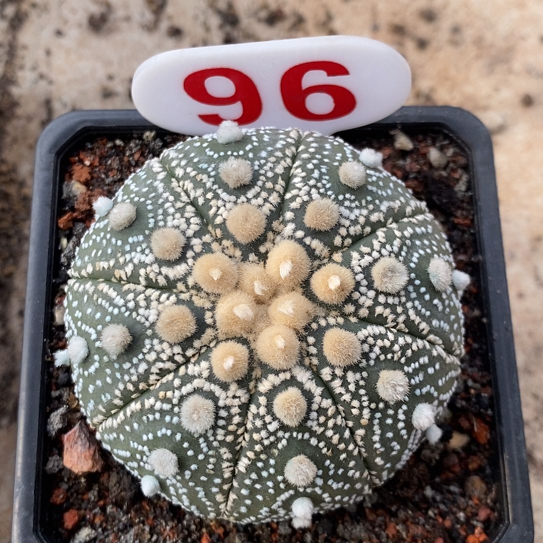 96大优超兜系列产品