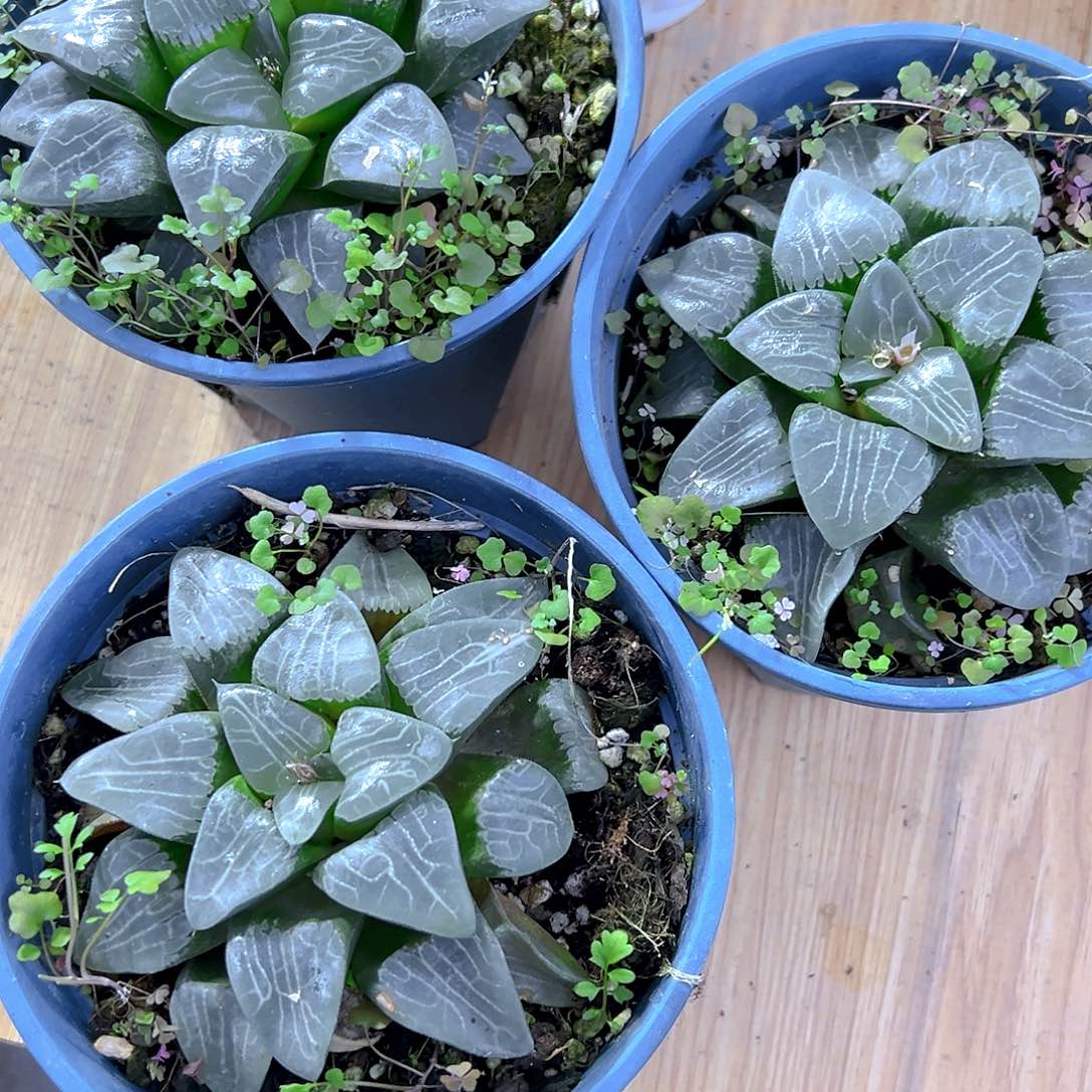 加仑盆月影母本玉露一颗