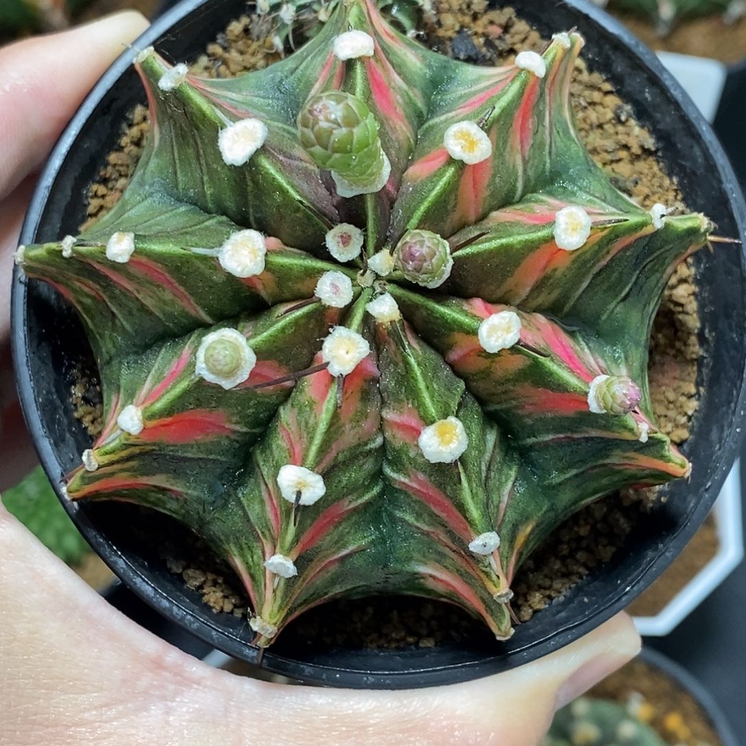 虎斑肋骨缺一楞002