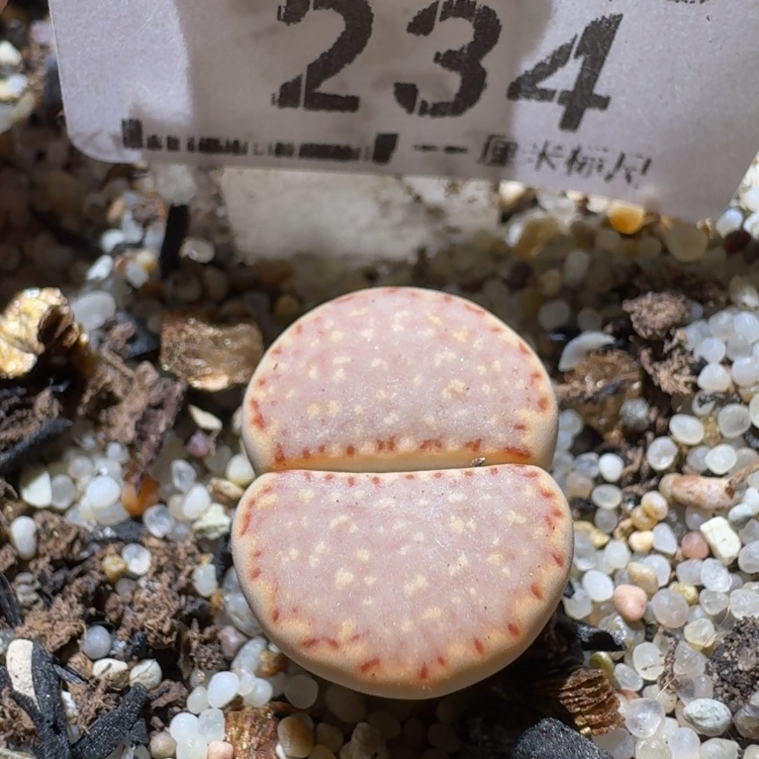 Ssss清货价便宜出234