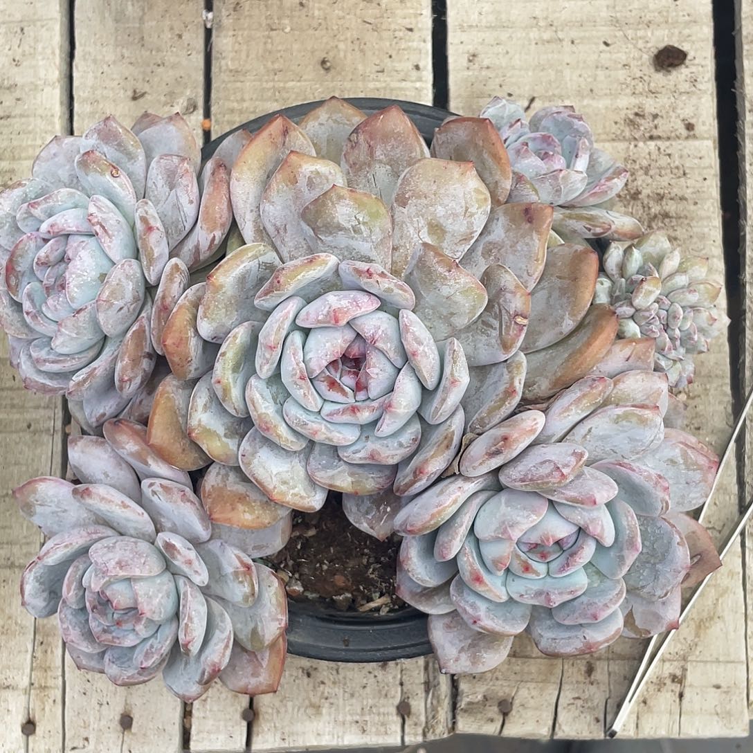 开播福利：橙梦露群生带缀，冠幅约22cm