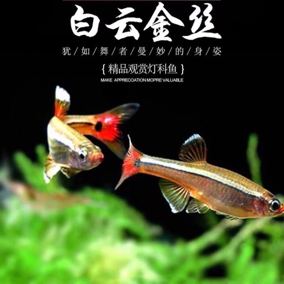 白云金丝鱼瑰丽金丝鱼大帆金丝草缸小型观赏鱼灯科鱼淡水鱼冷水鱼