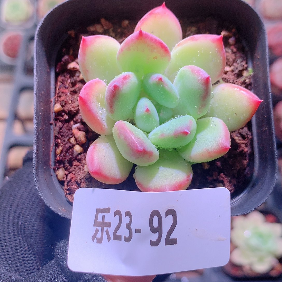 乐然23-92 蜜糖单头