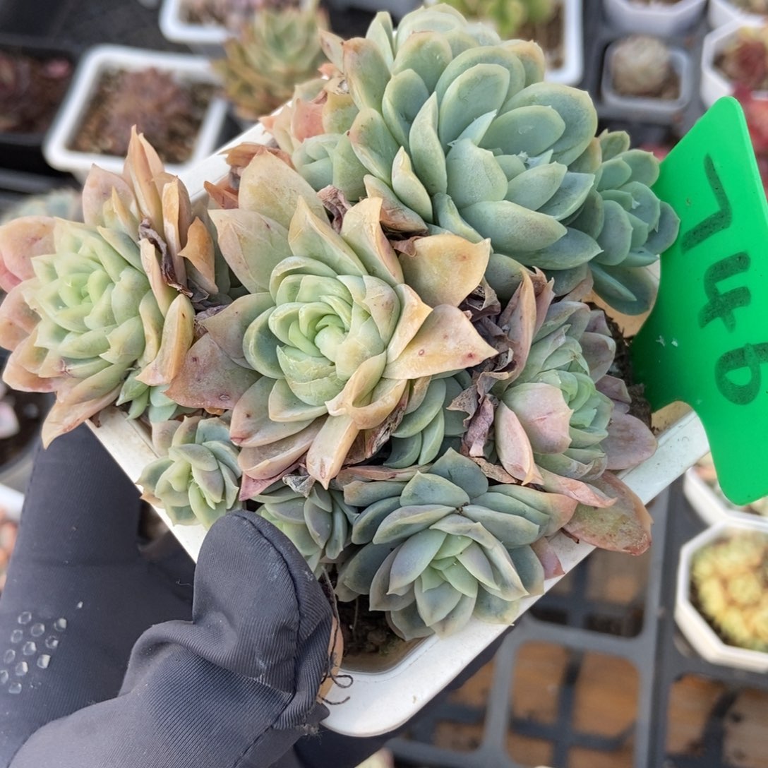 746女王玫瑰冰片锦多肉植物