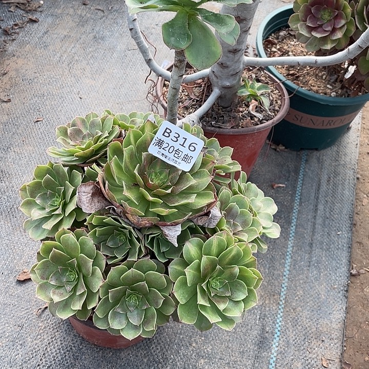 316万圣节多肉法师多肉