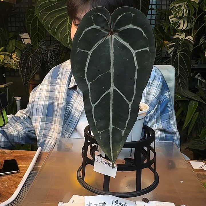 不开花植物I124紫水晶杂银骑士