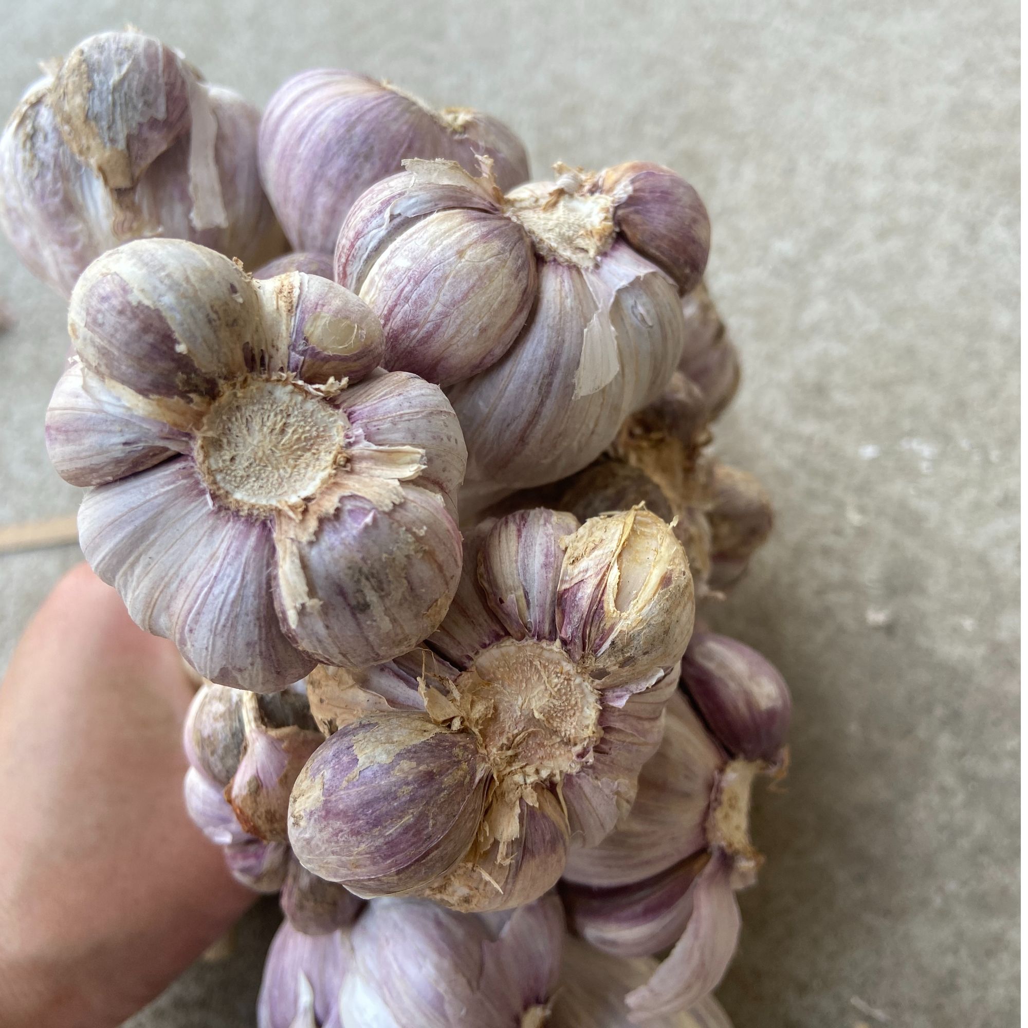豆鲜哥【农家自种 大蒜】自种香蒜 土蒜 口感脆嫩