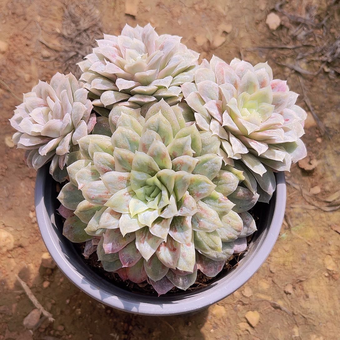 14公分泡泡莎噢噢噢噢噢噢噢噢噢