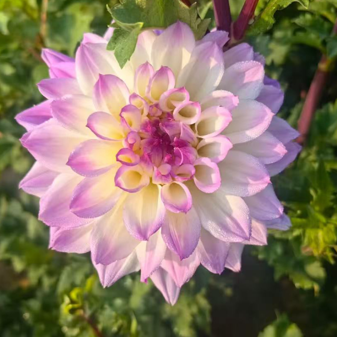 【蓝颜绽放】精品大丽花多年生大丽花种植基地直发