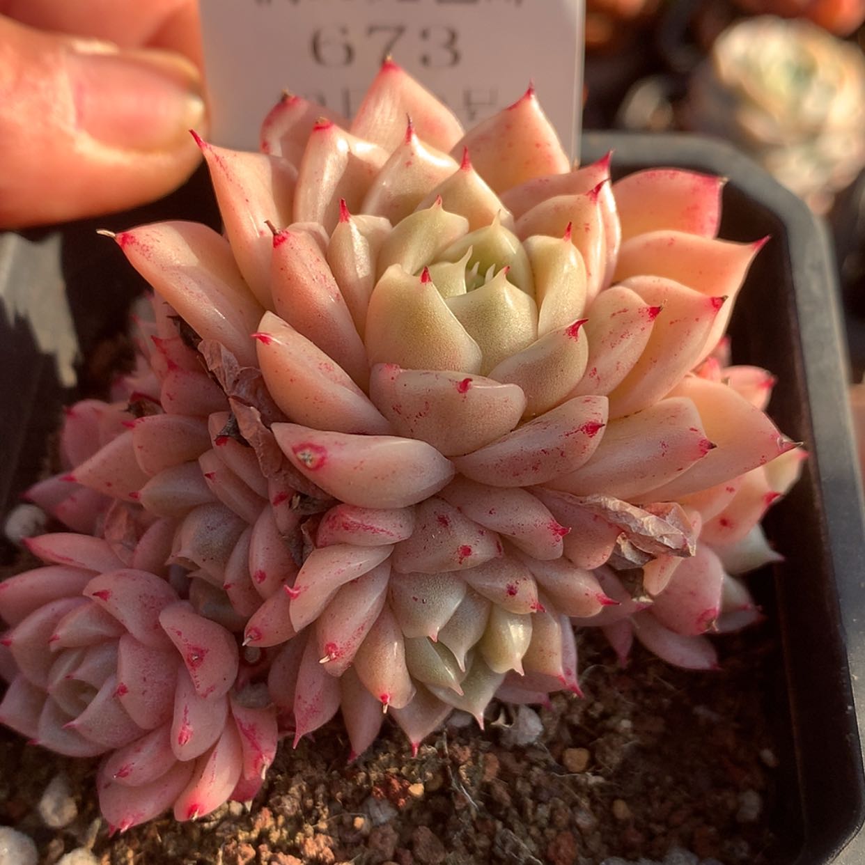【闪购商品】云673号麦秆群