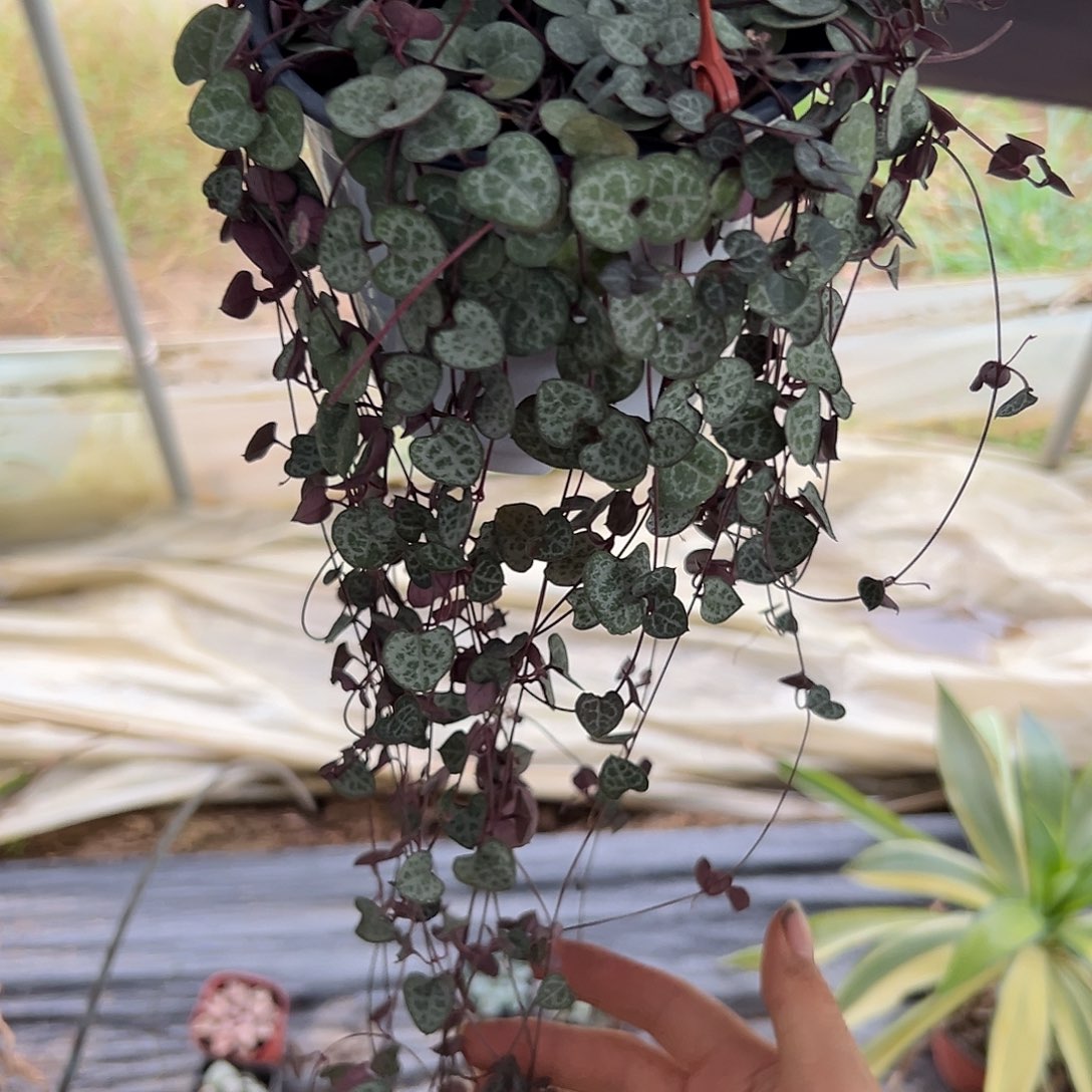 ted think呃呃呃呃的么