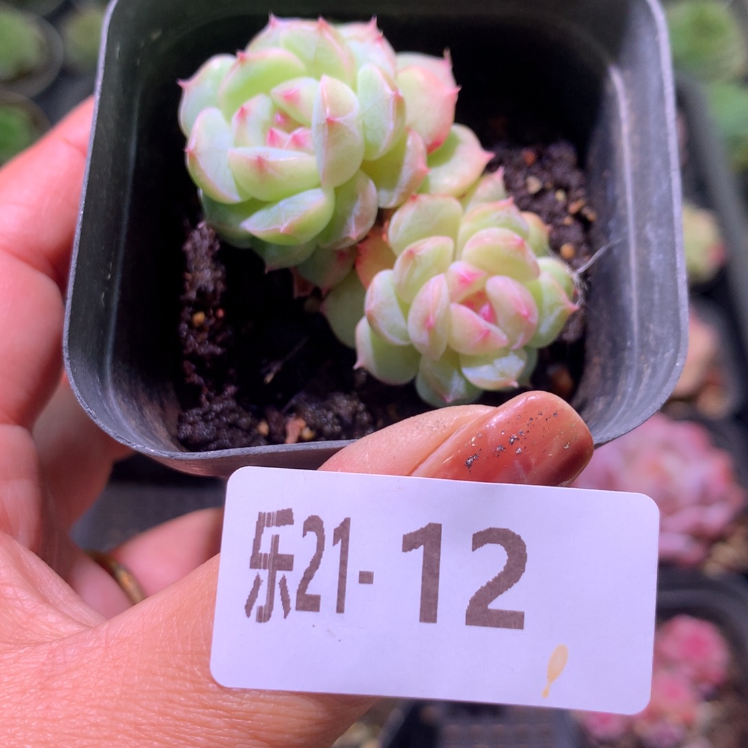 乐然21-12 柔情双头 