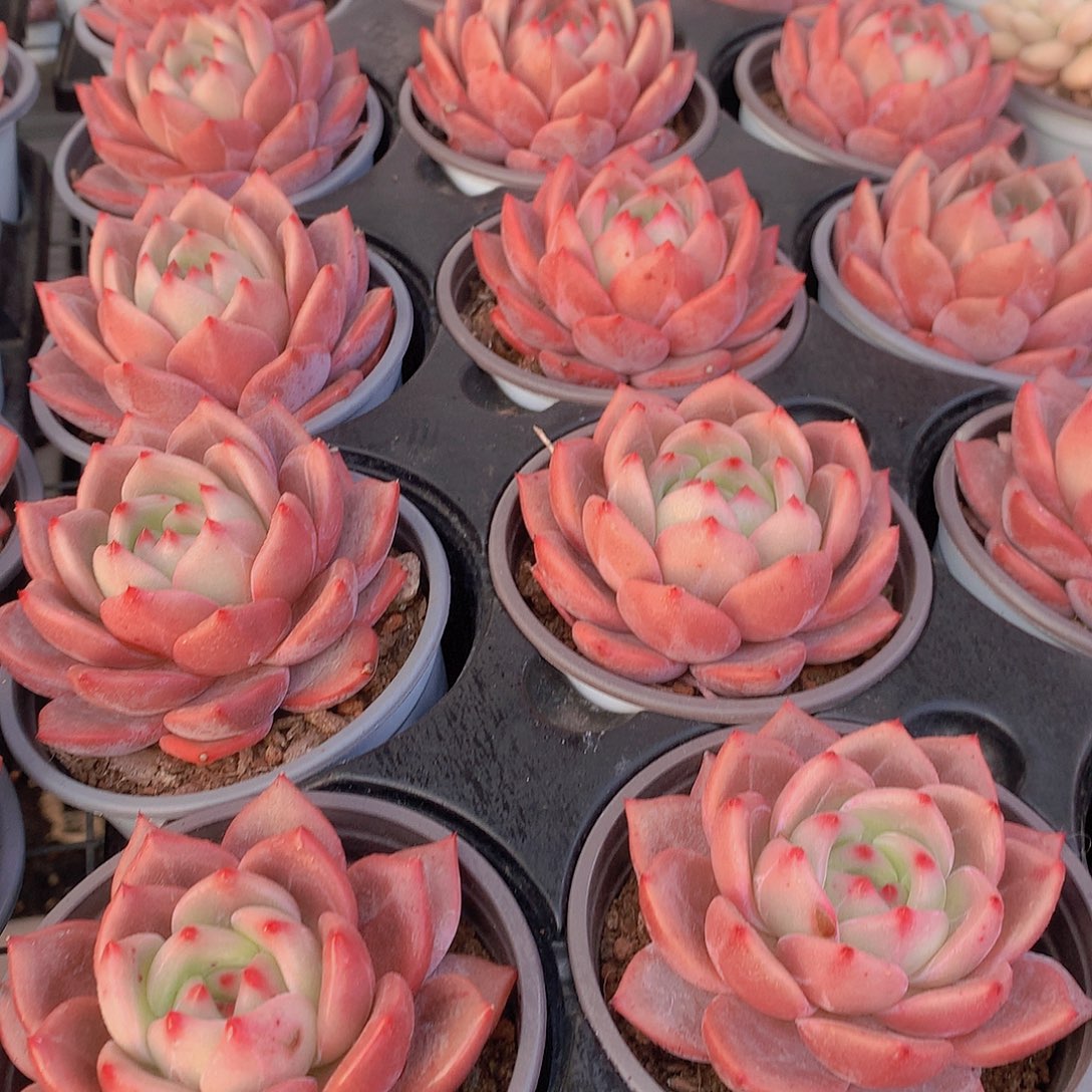 优选香槟4567889900000