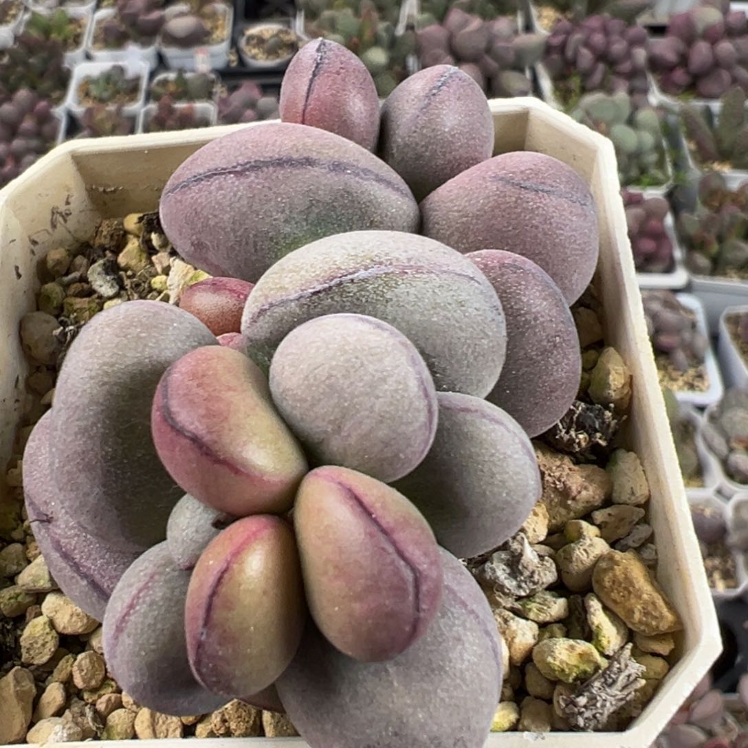 满盆球球紫蛋多肉植物水泡