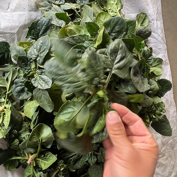中国大陆菠菜三斤红根农家自己种的