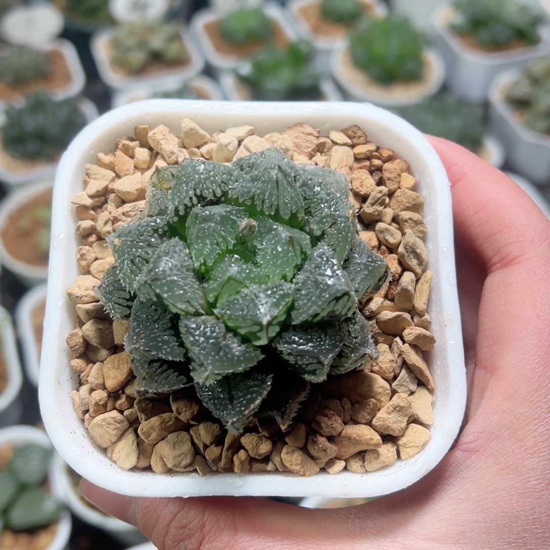 巨大化魔刺寿玉露多肉