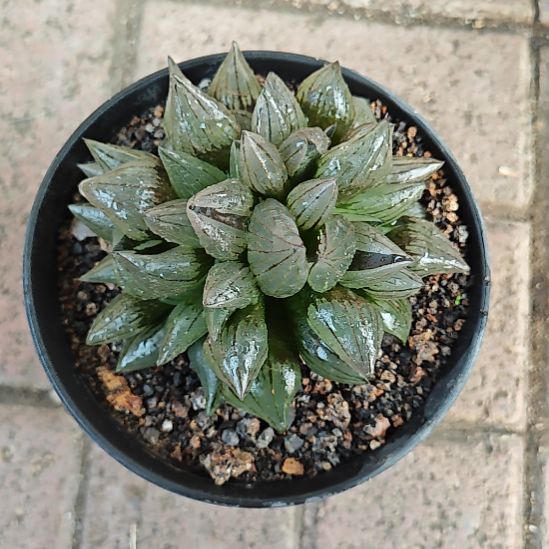 西瓜一颗多肉植物原盆土