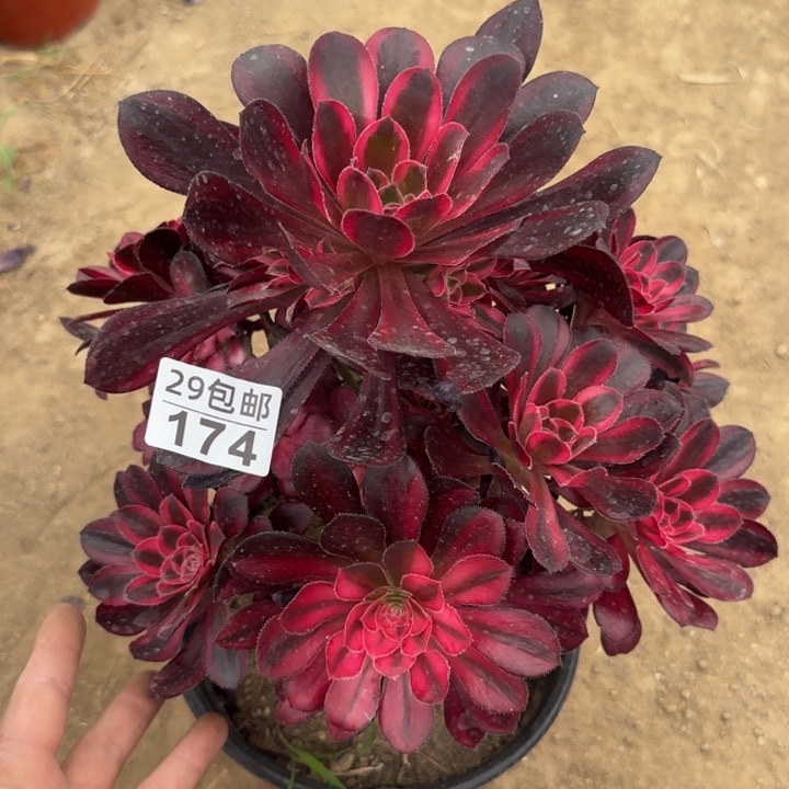 丽娜……多肉植物……