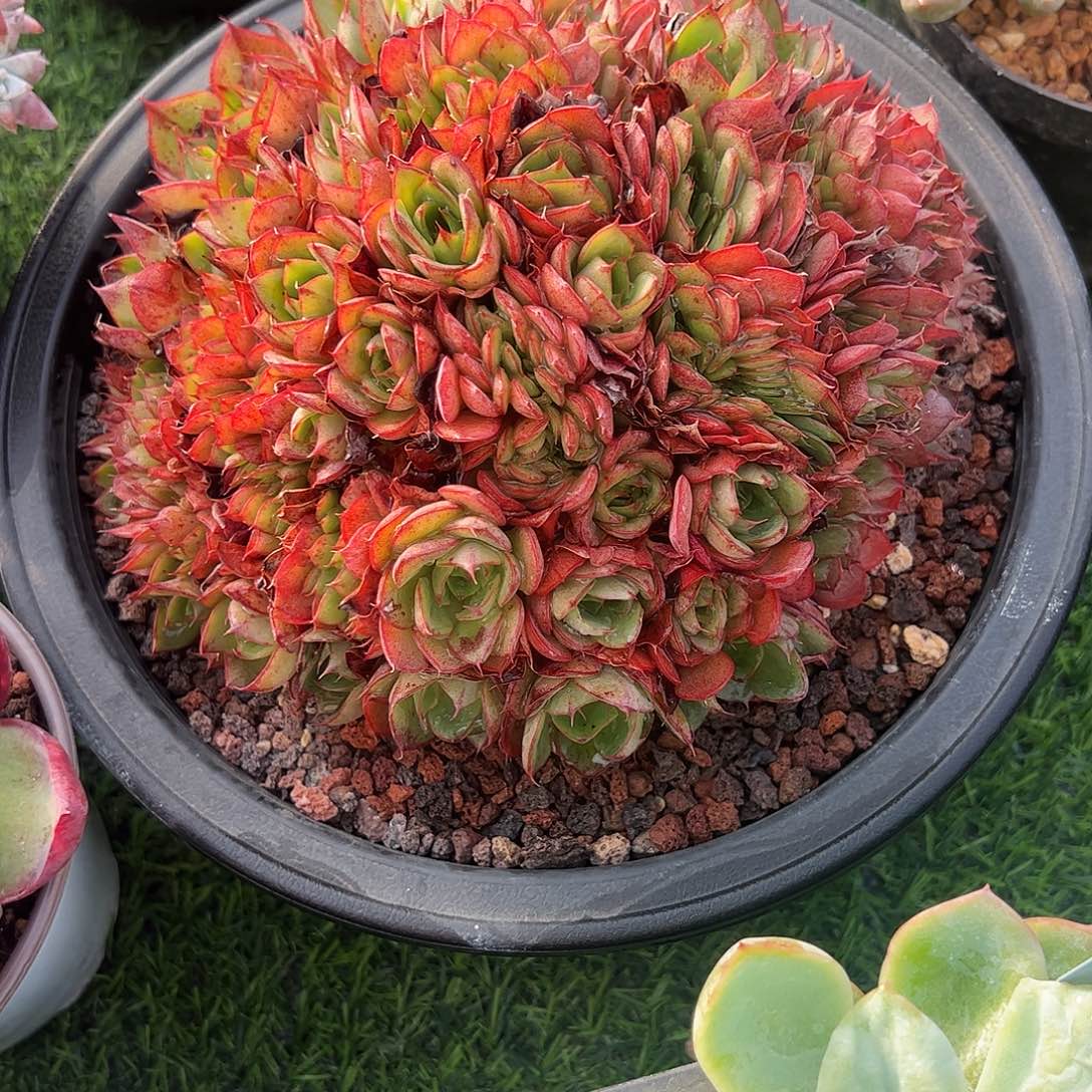 央金缀化多肉植物