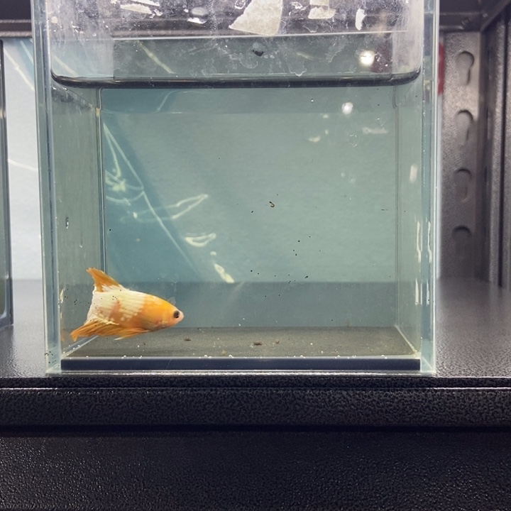 斗鱼包活不包损所见即所得275