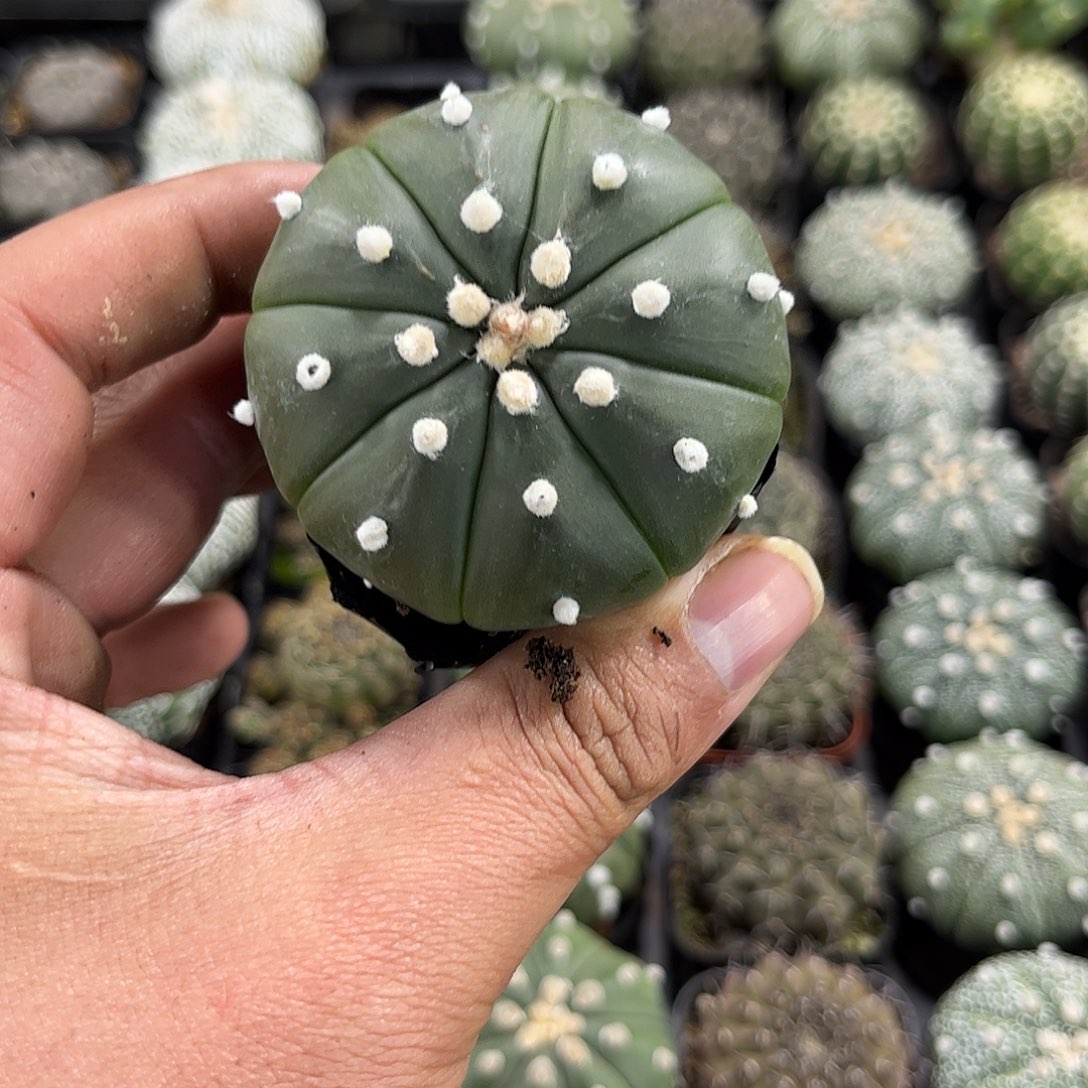 琉璃兜单头发货单头发货