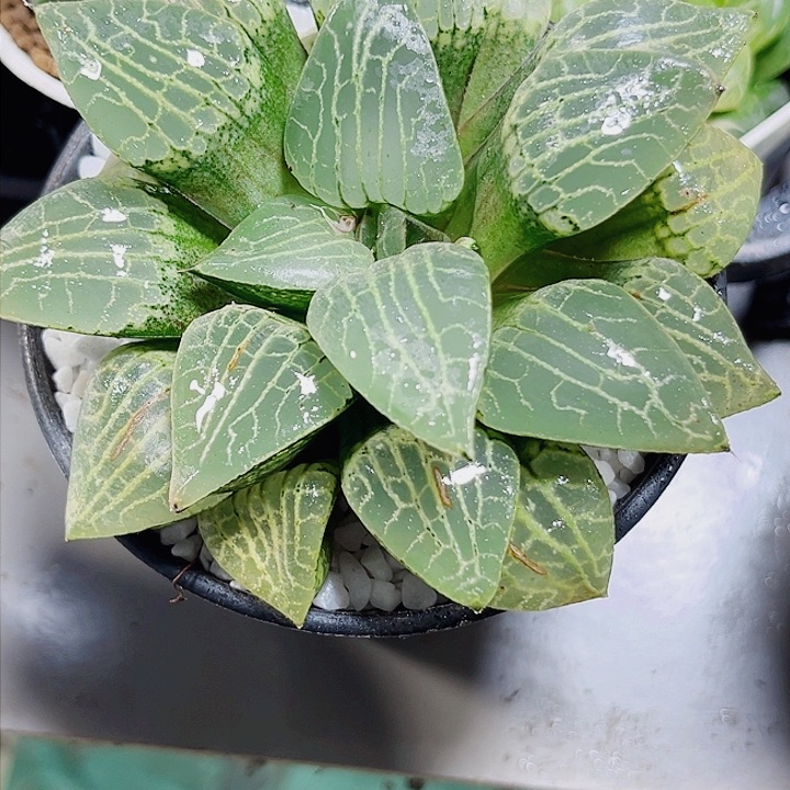水晶康平多肉植物6666