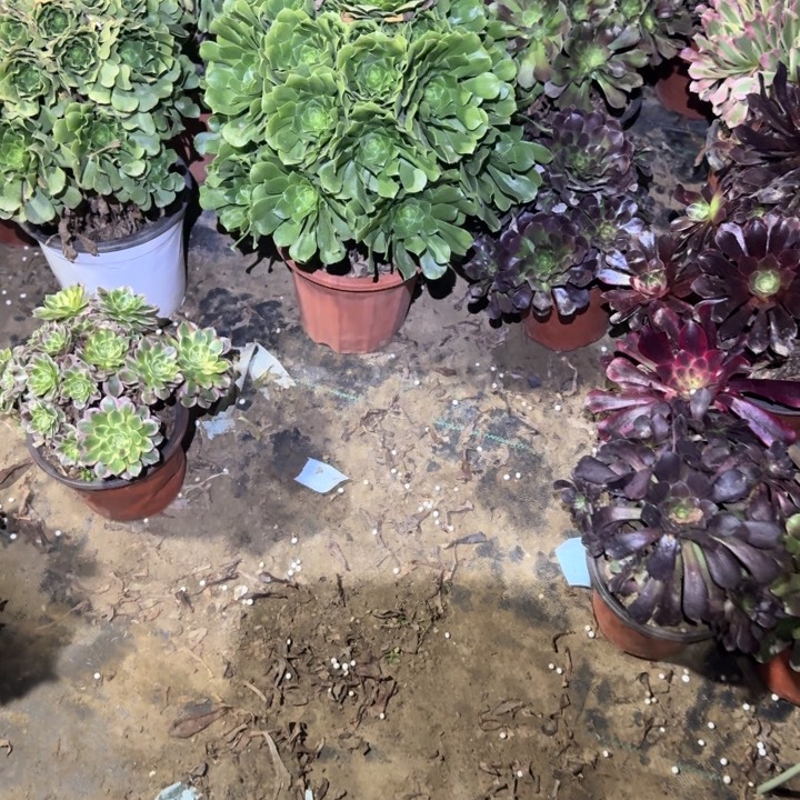 洪***南一单包邮不包侧枝53