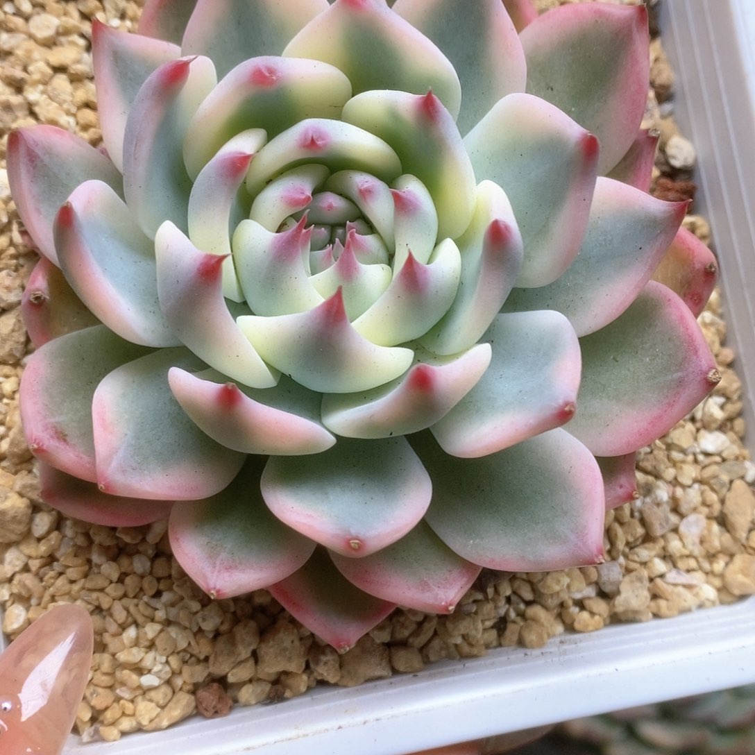 147锦锦锦锦锦锦锦