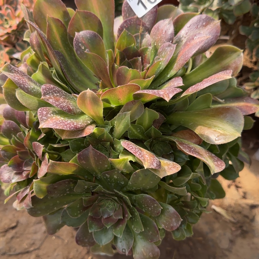 粉女巫中斑多肉109满28包邮断枝不包