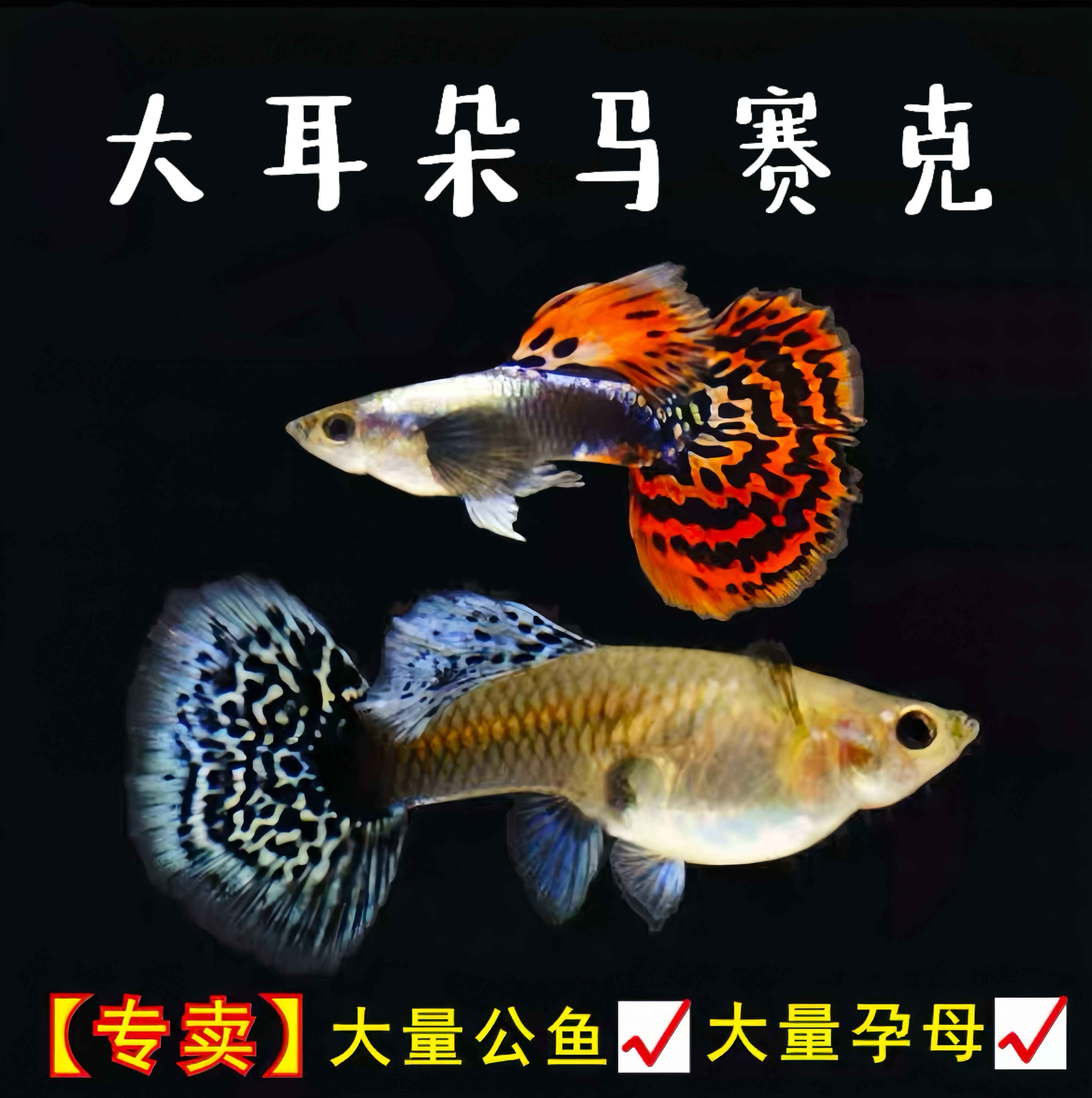 大耳马赛克孔雀鱼热带淡水观赏鱼好养耐活小型鱼可繁殖适合新手