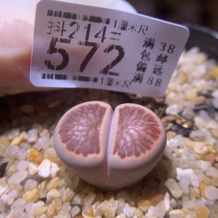 精品生石花214.572