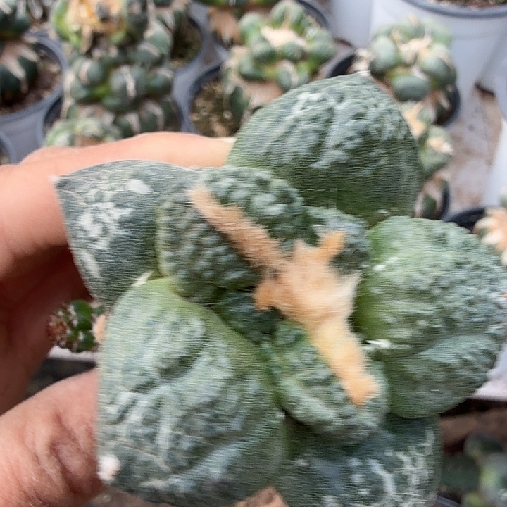 无花朵674牛舌哥斯拉