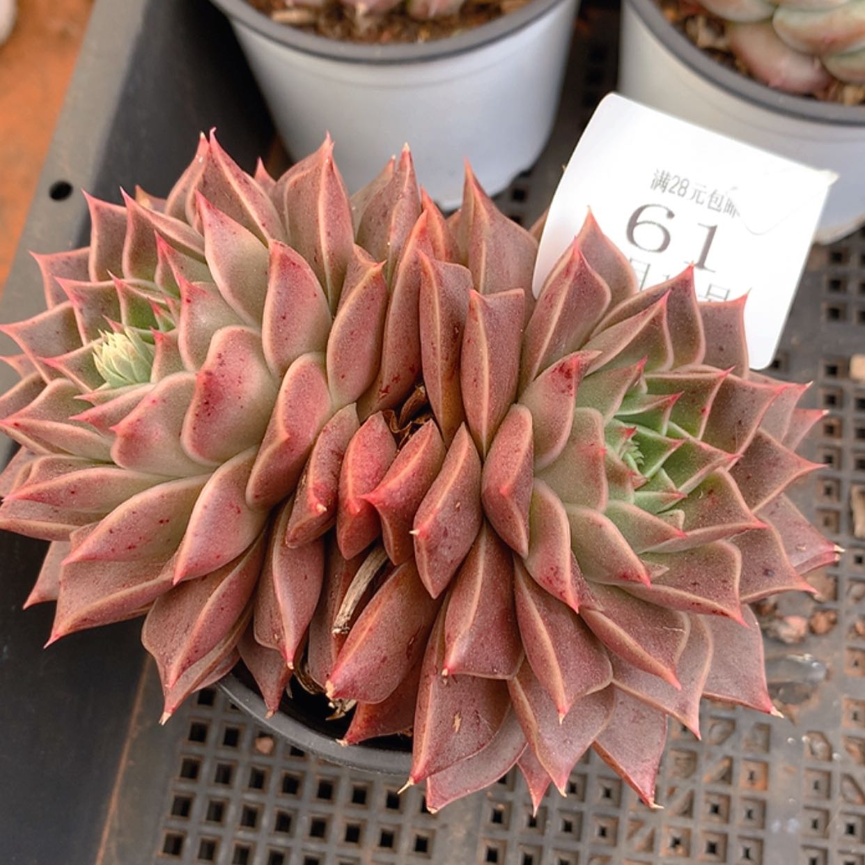 【闪购商品】云61号