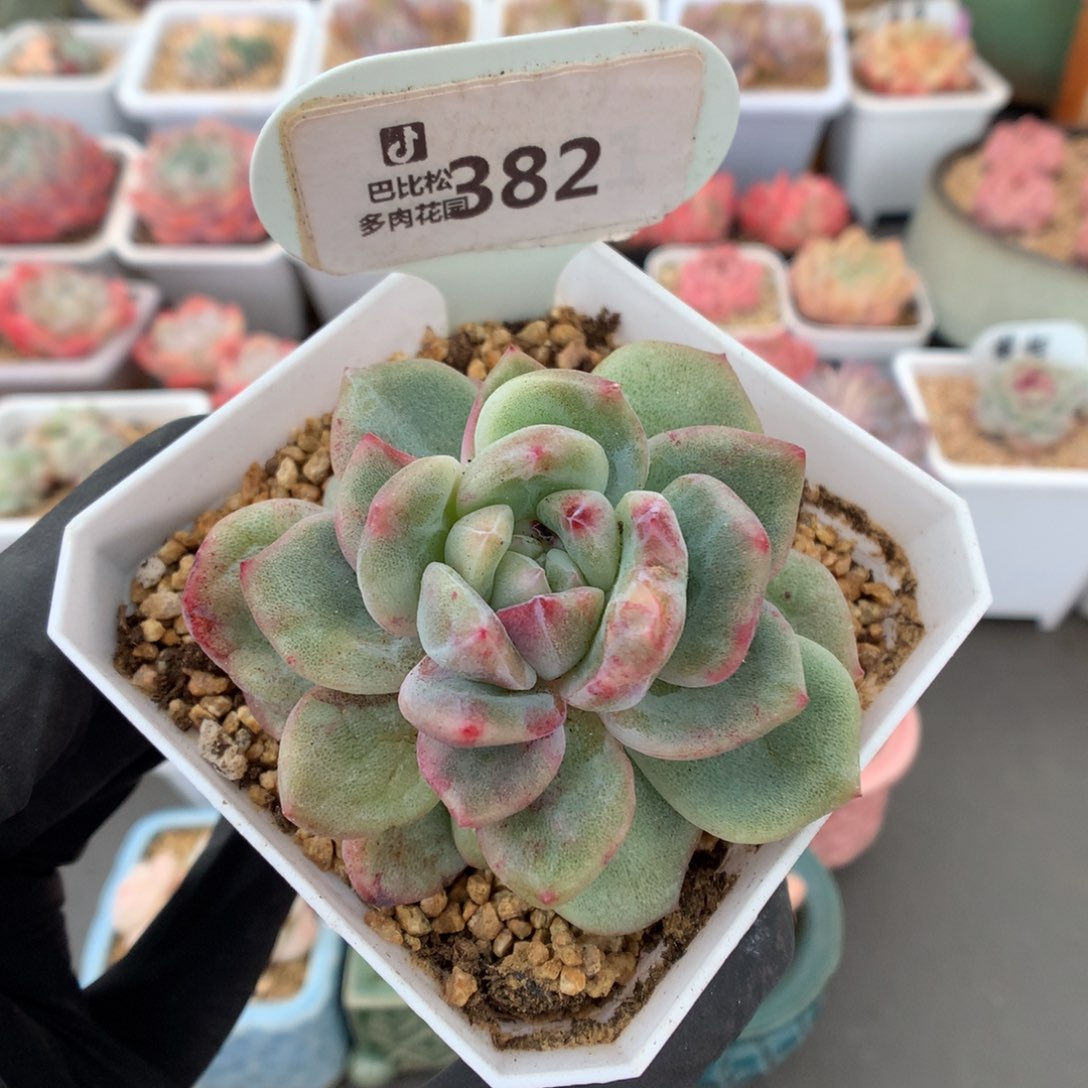 382 珍妮石化多肉