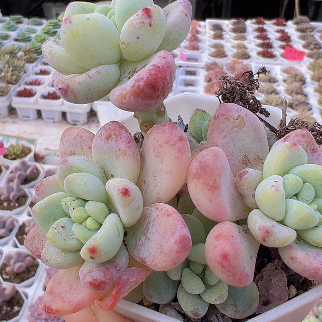 樱花罗琦19包邮多肉植物