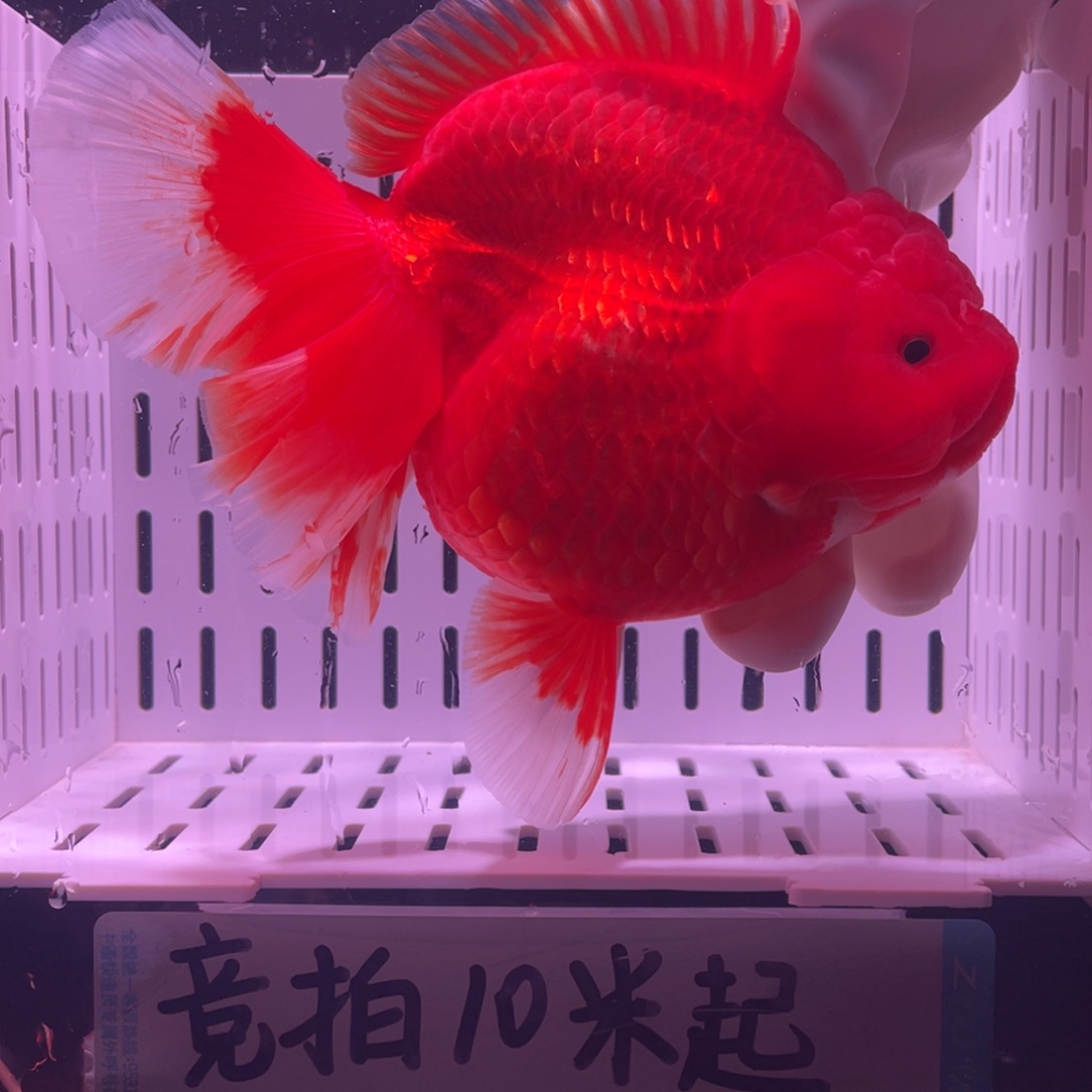 金鱼泰狮金鱼渔场直发