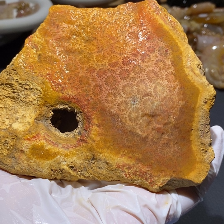 【闪购商品】未镶嵌珊瑚玉硅化玉