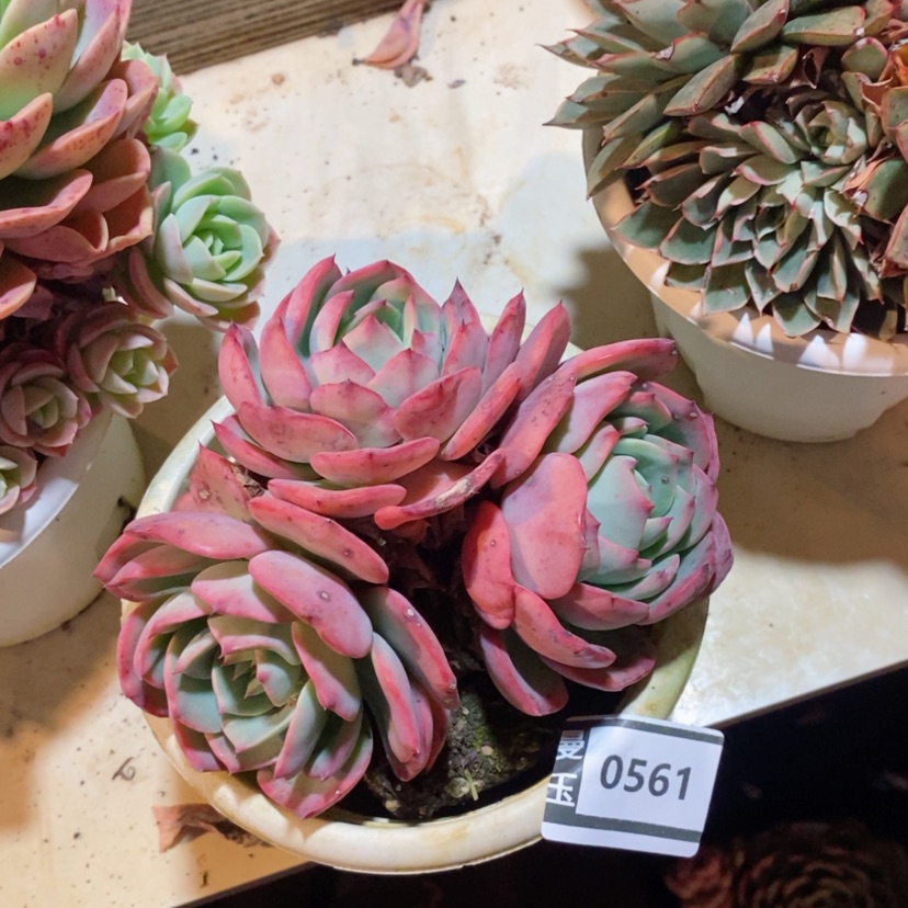 【闪购商品】香妃0561